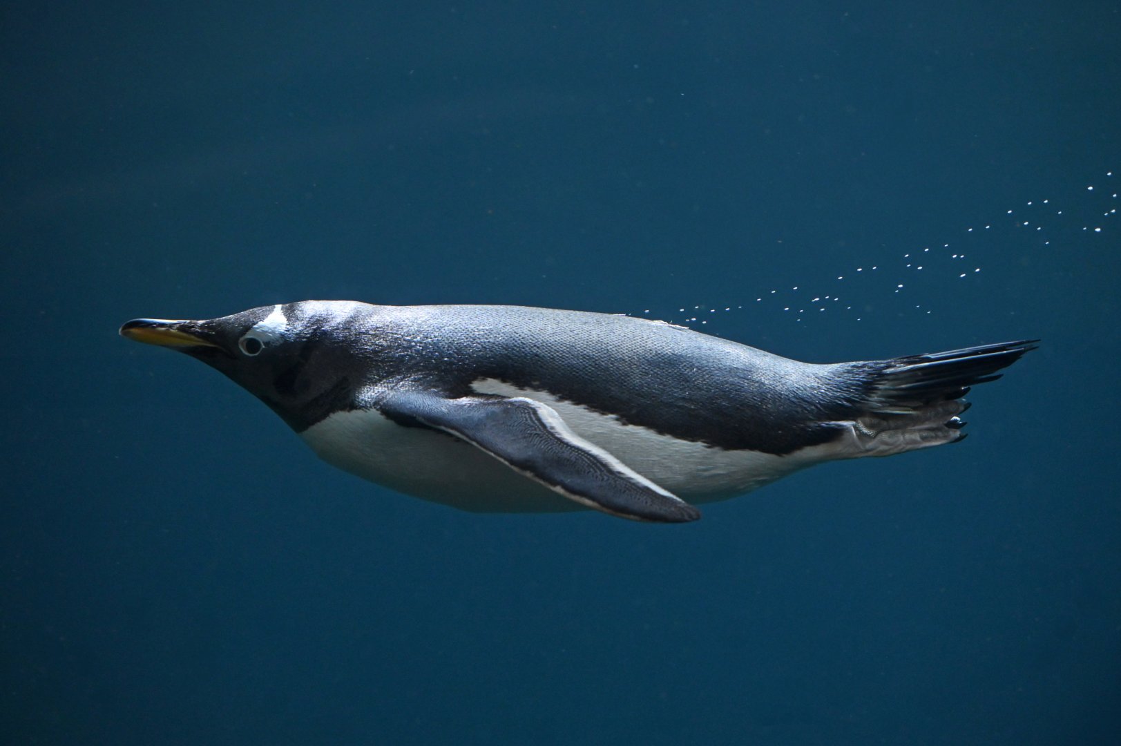 Gentoo penguin Pygoscelis papua