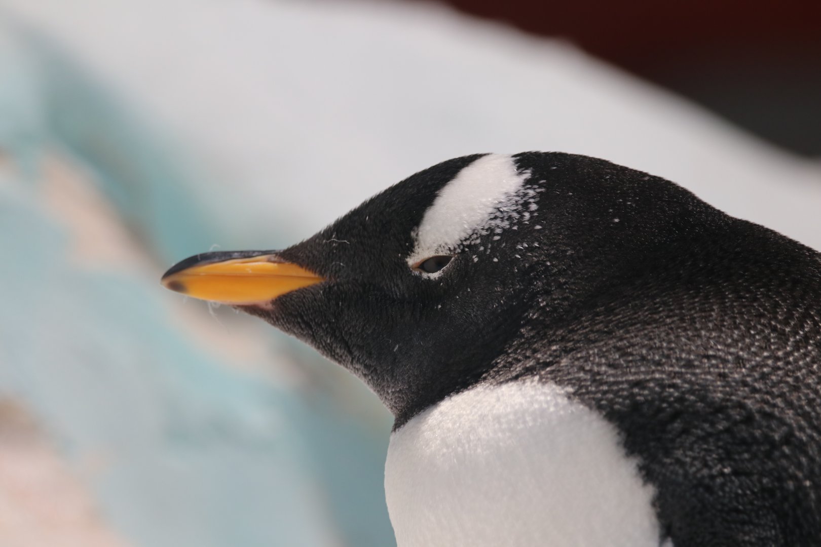 Gentoo penguin, SeaWorld Abu Dhabi