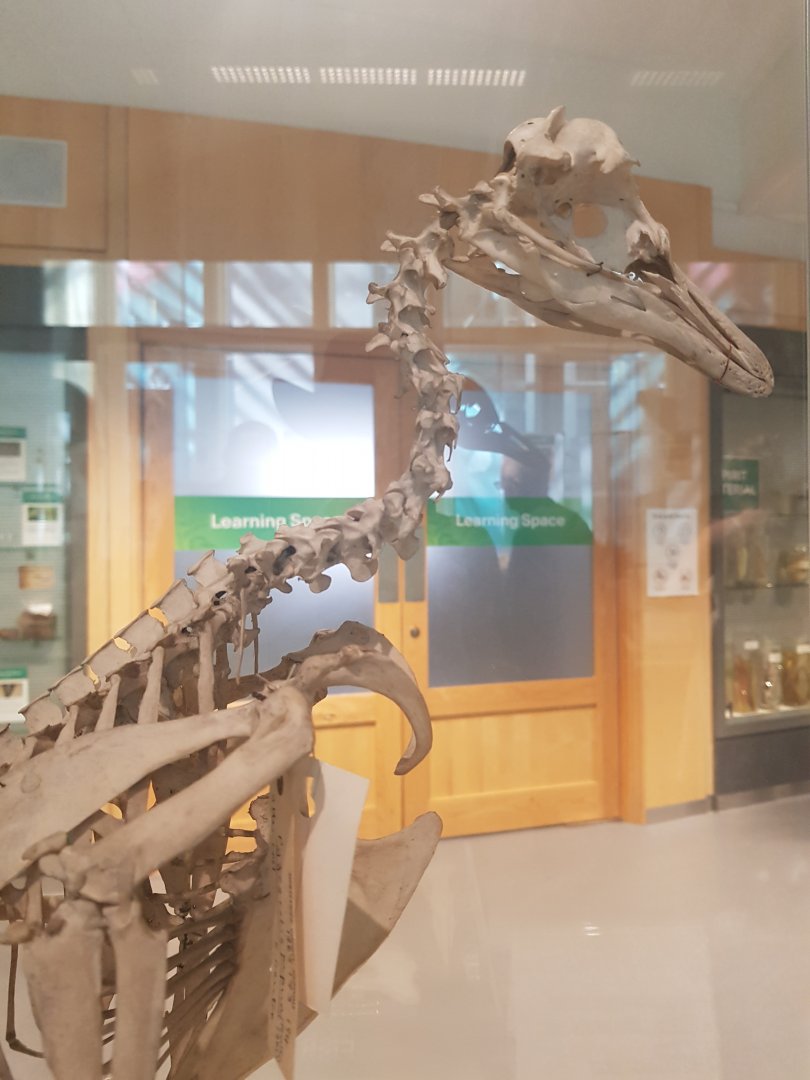 Gentoo Penguin Skeleton