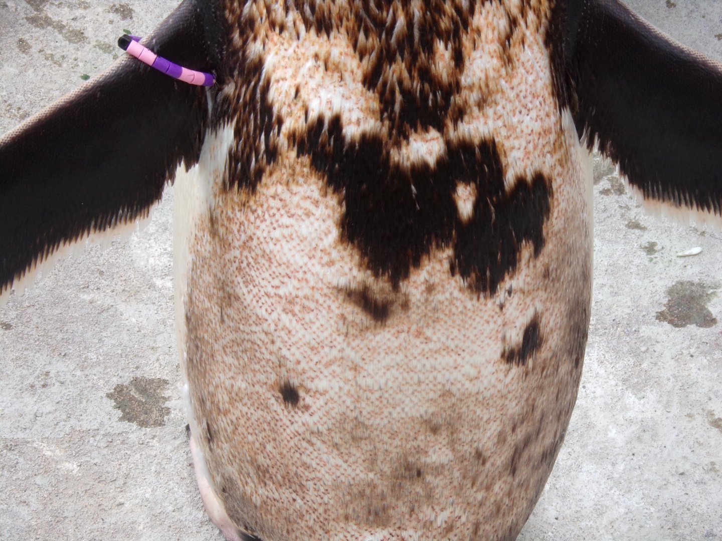 Gentoo penguin skin 18.7.24