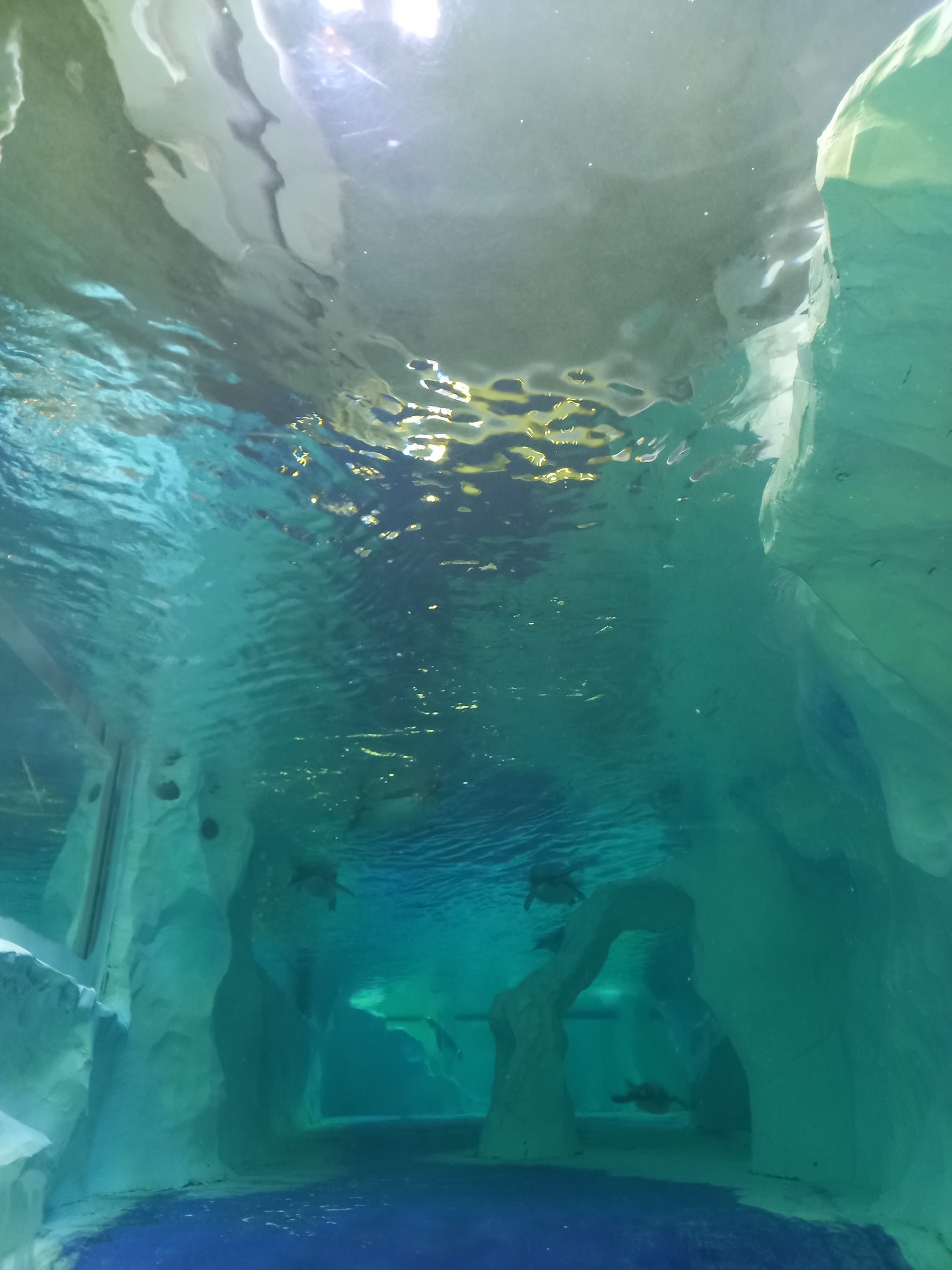 Gentoo penguin underwater viewing