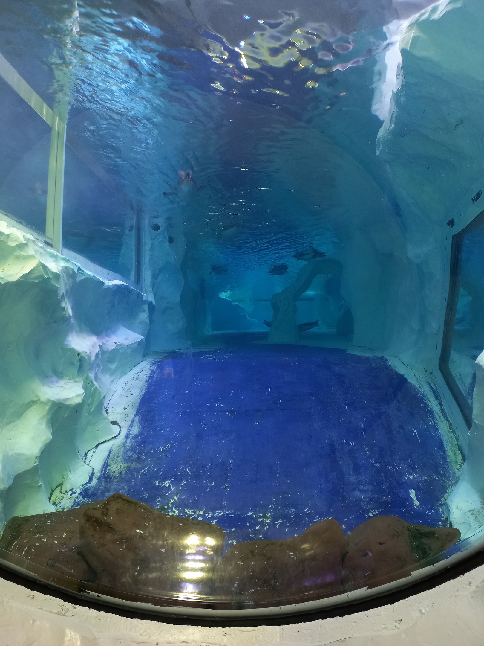 Gentoo penguin underwater viewing