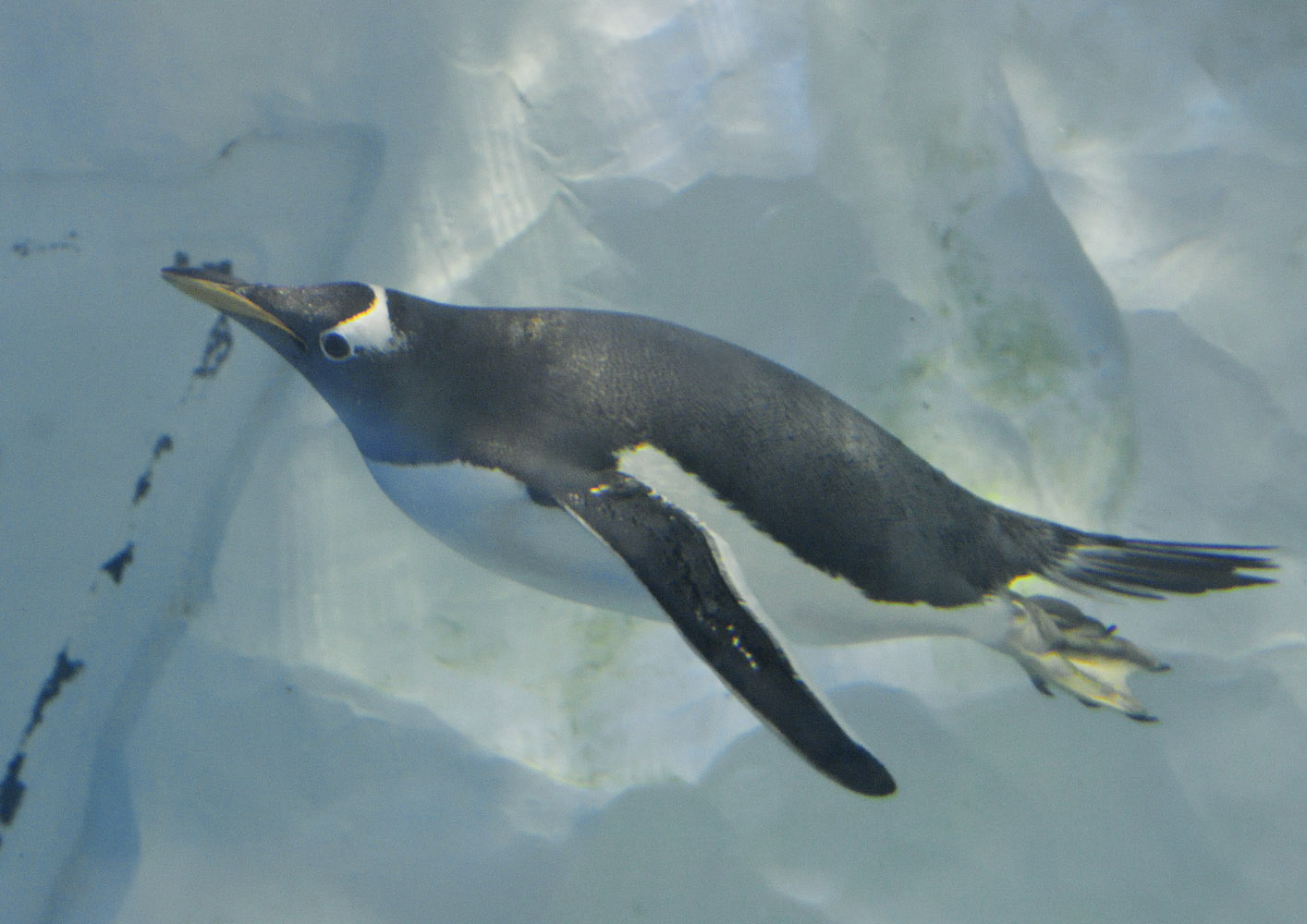 Gentoo penguin underwater