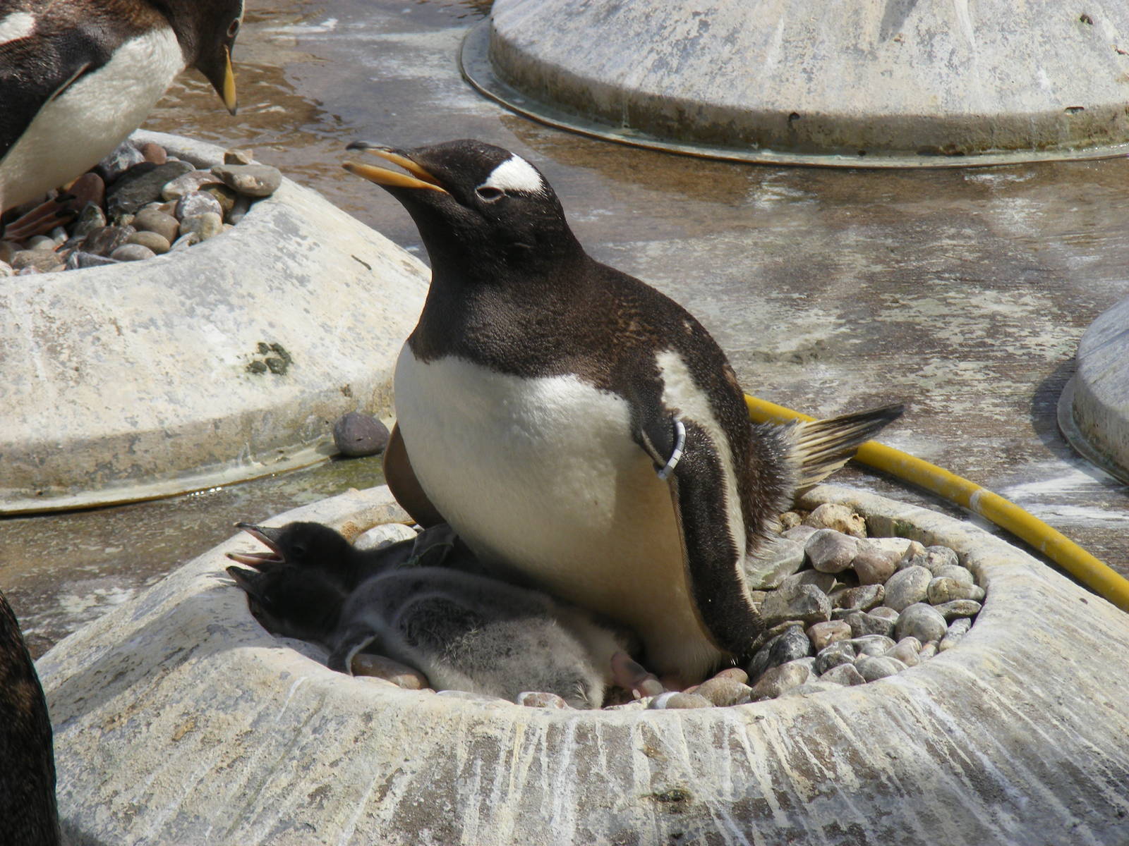 Gentoo penguin with chicks at Edinburgh Zoo, 21 May 2010