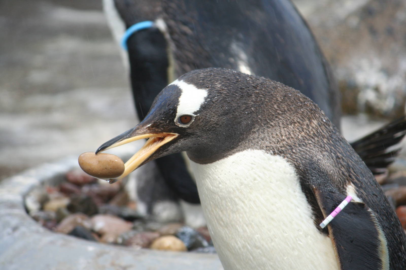 Gentoo Penguin with stone