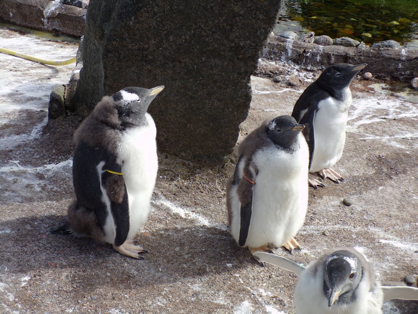 Gentoo penguin youngsters 19.7.23