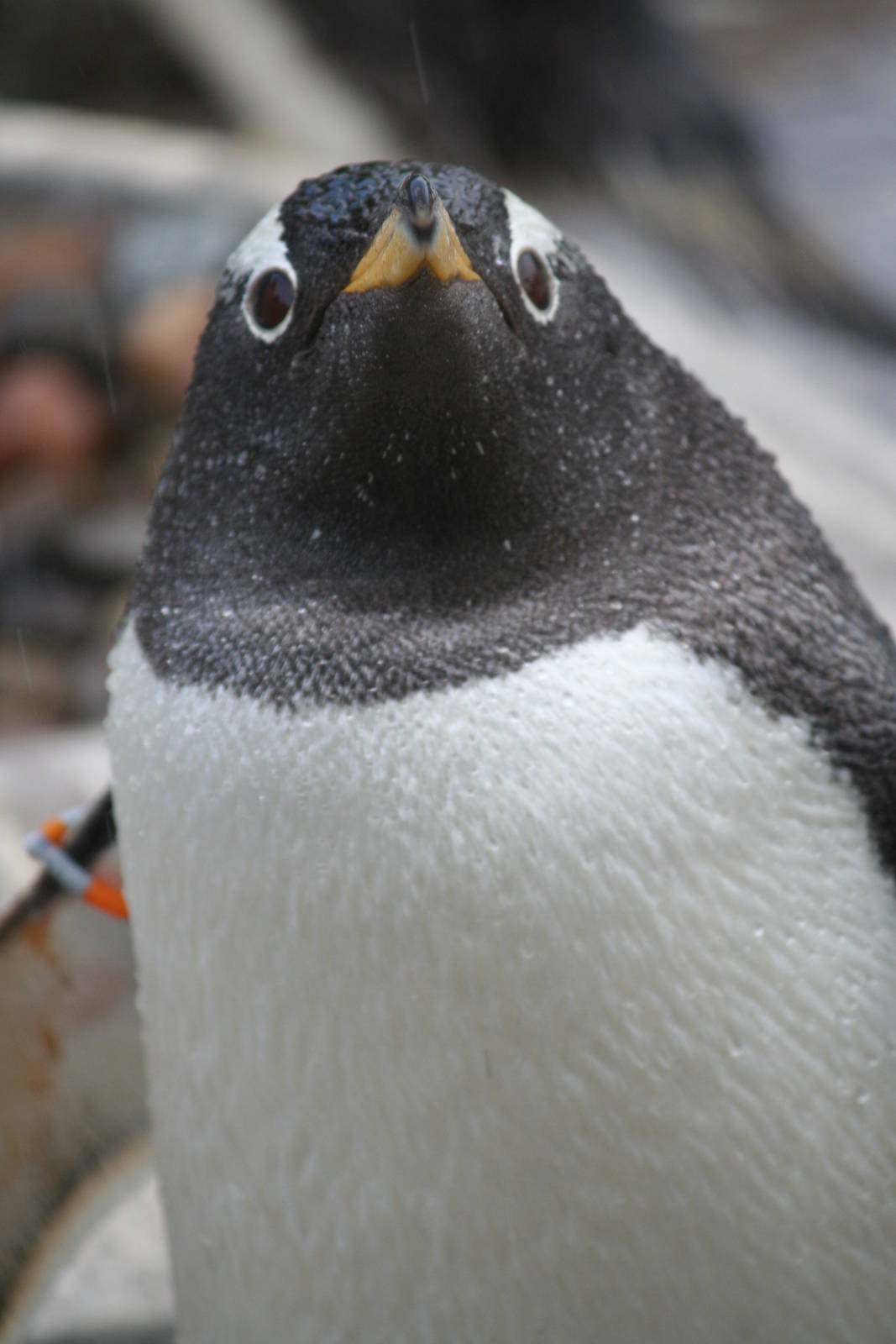 Gentoo Penguin
