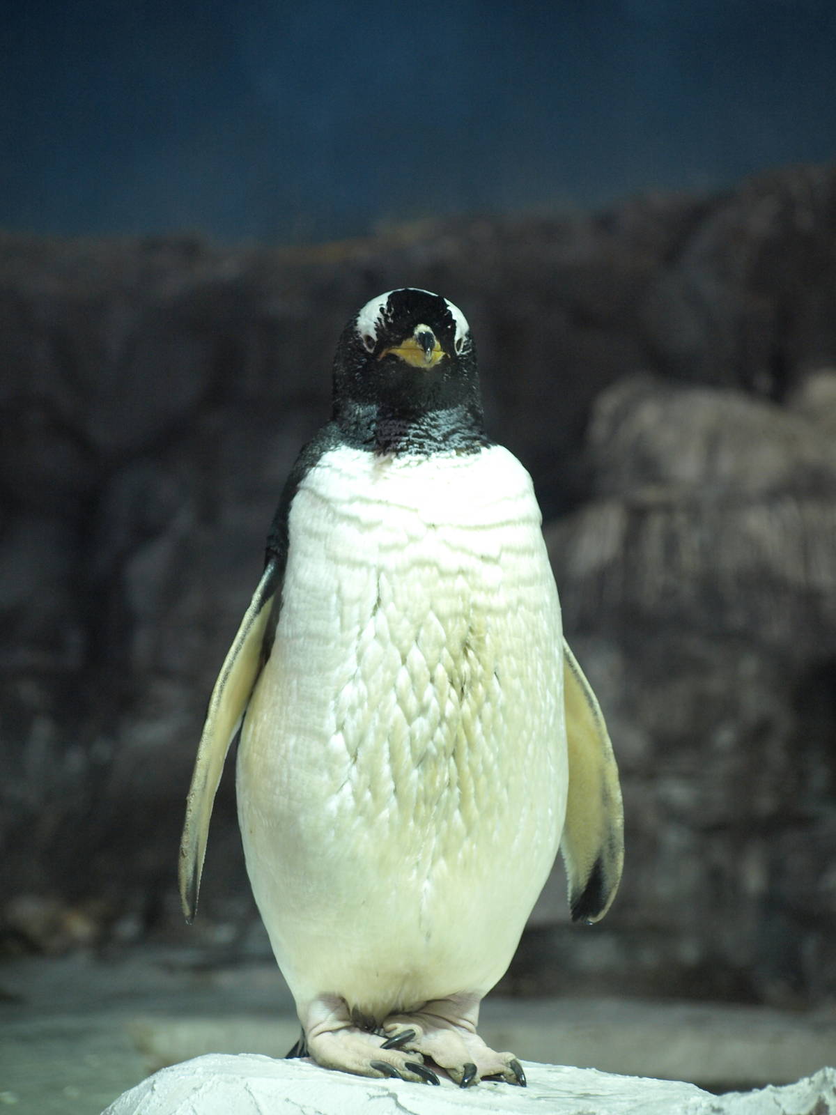 gentoo penguin