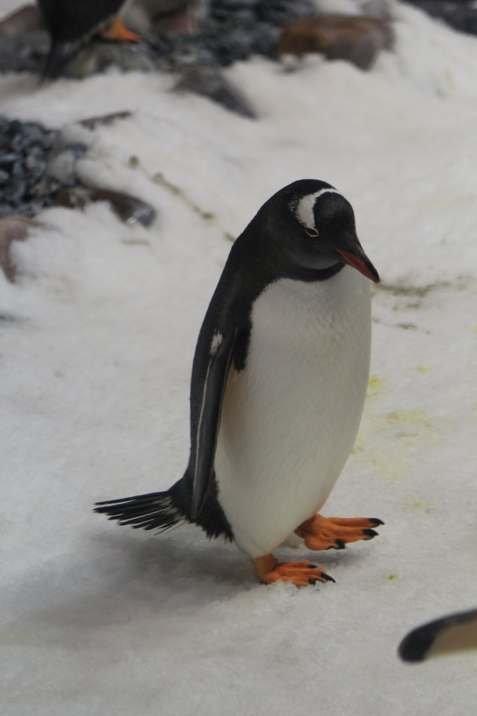 Gentoo Penguin