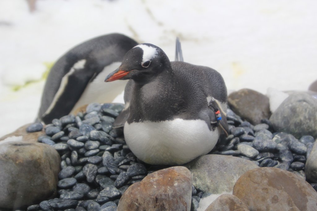 Gentoo Penguin