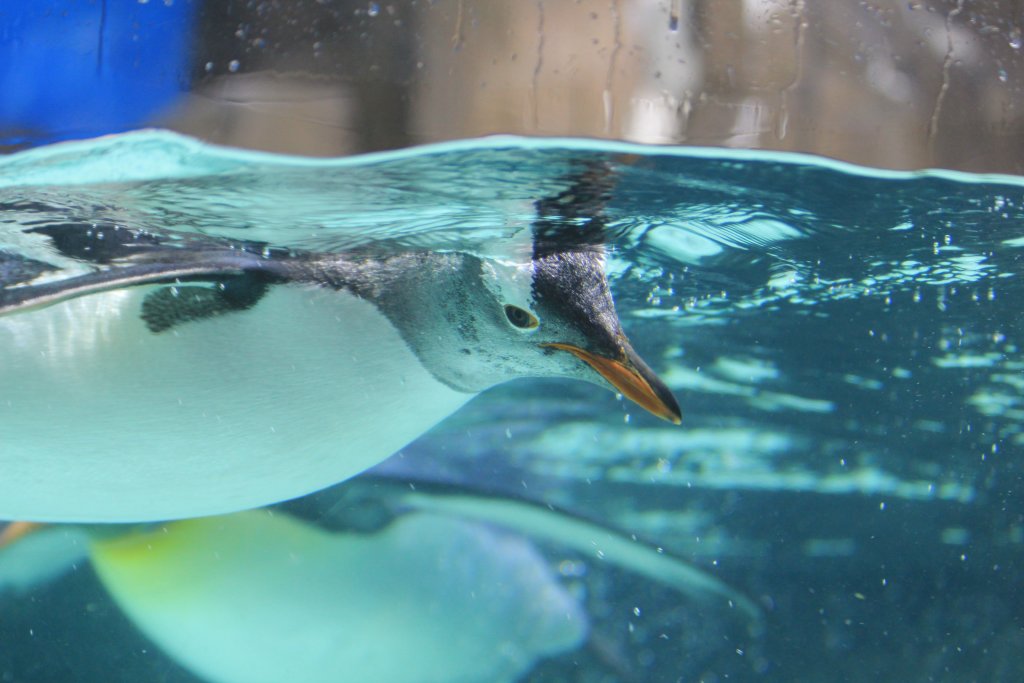 Gentoo Penguin
