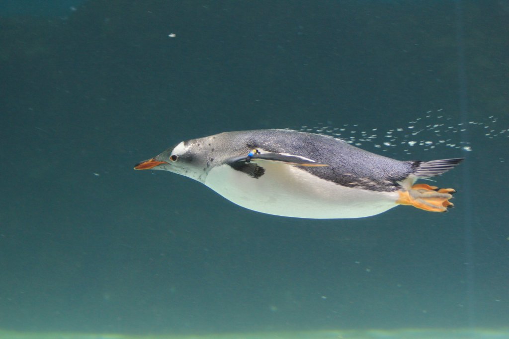 Gentoo Penguin