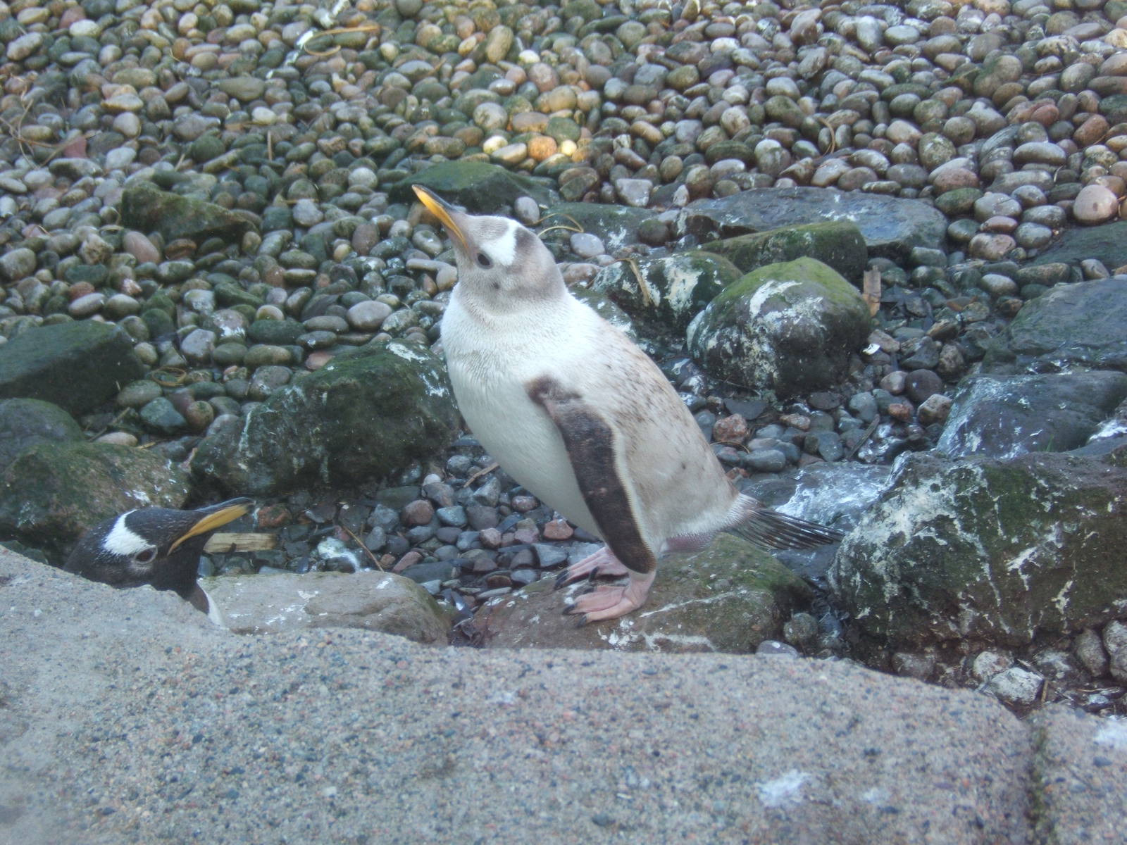 Gentoo Penguin