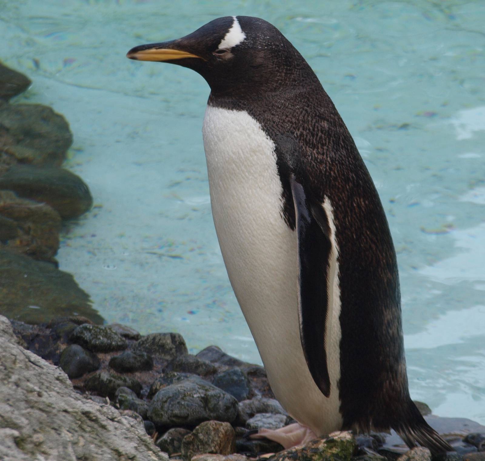 Gentoo penguin