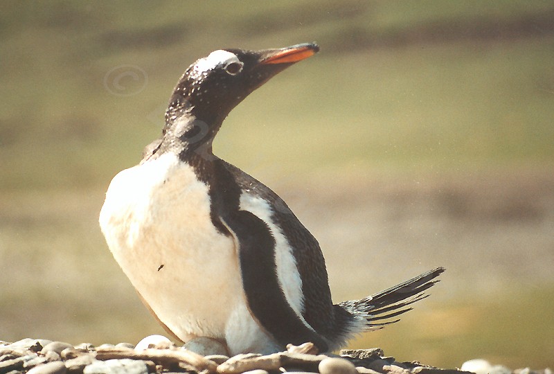 Gentoo Penguin
