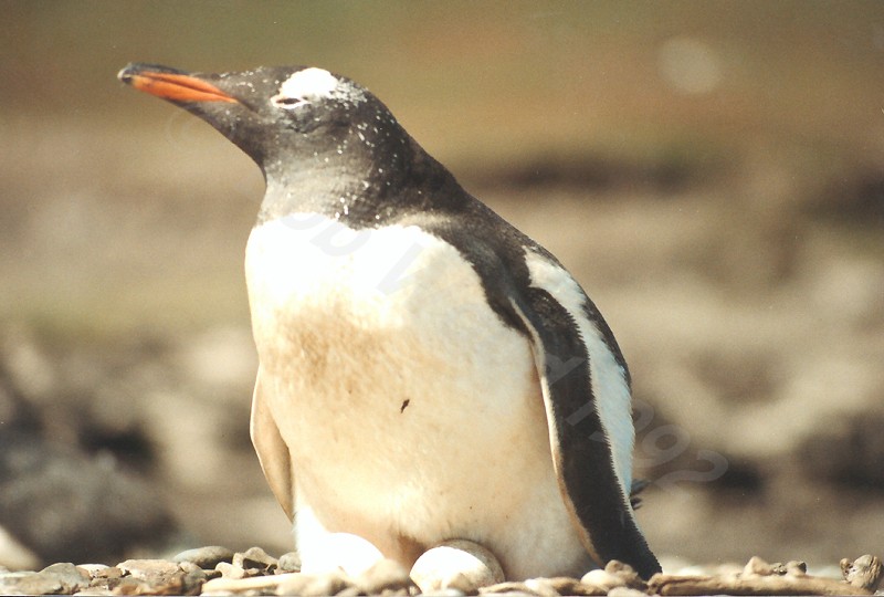 Gentoo Penguin