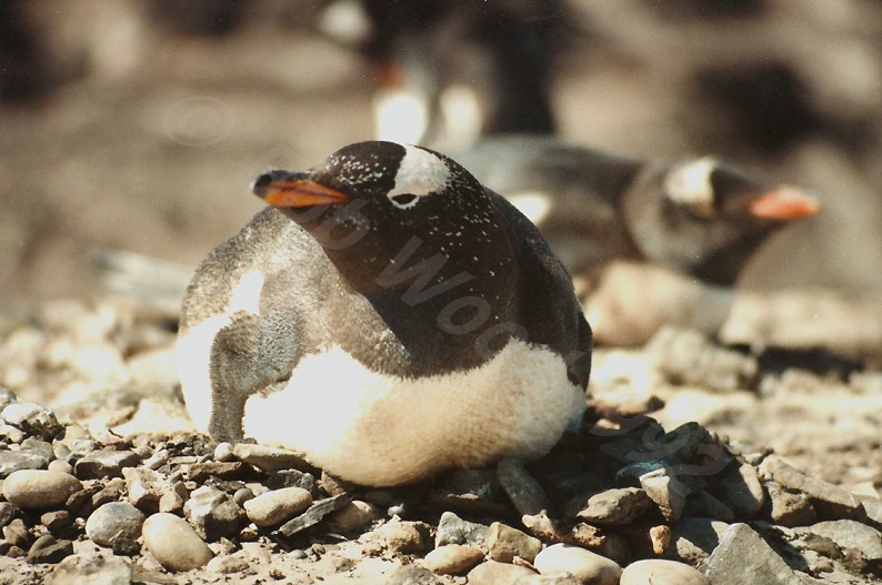 Gentoo Penguin