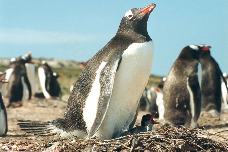 Gentoo Penguin