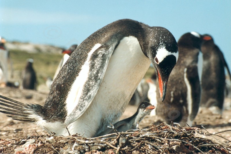 Gentoo Penguin