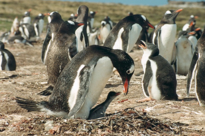 Gentoo Penguin