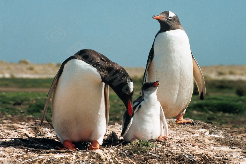 Gentoo Penguin