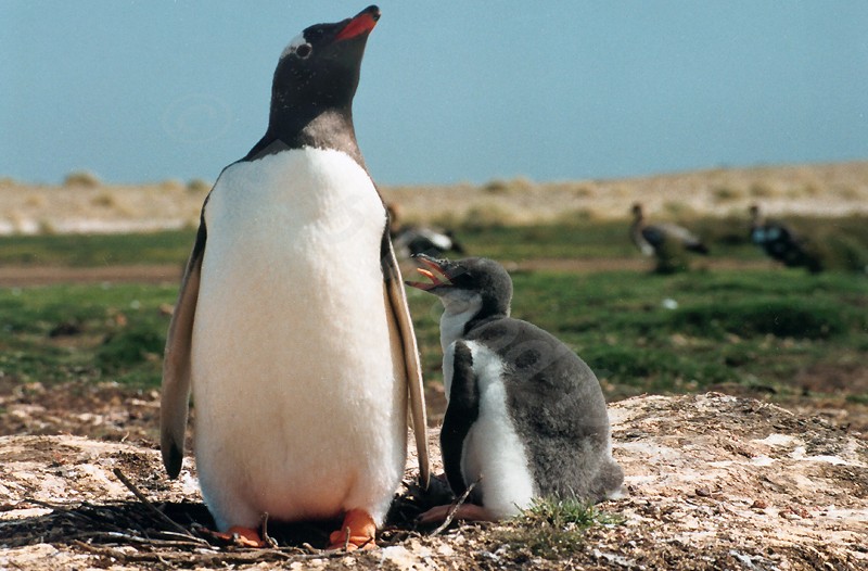 Gentoo Penguin