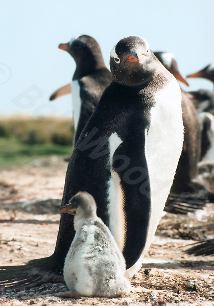 Gentoo Penguin