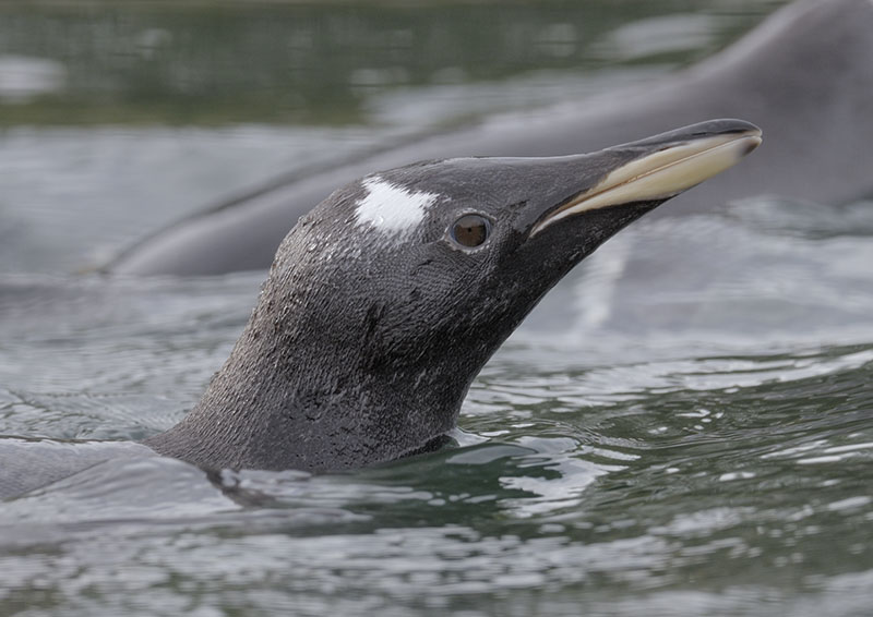 Gentoo penguin