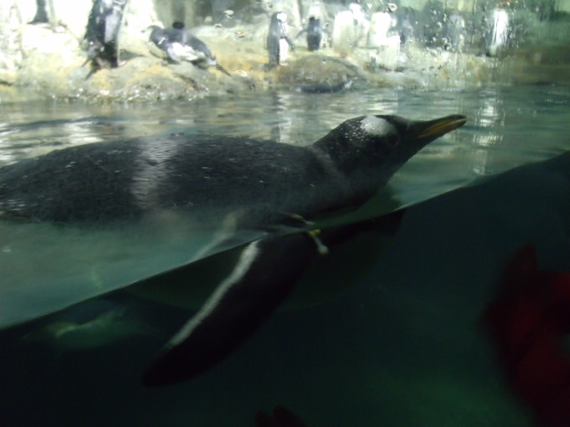 Gentoo Penguin