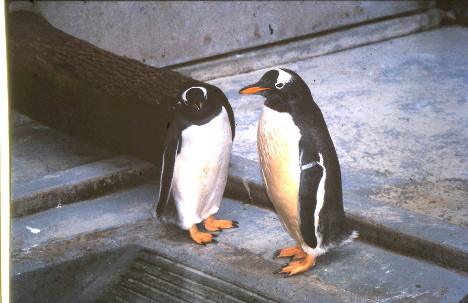 gentoo penguin