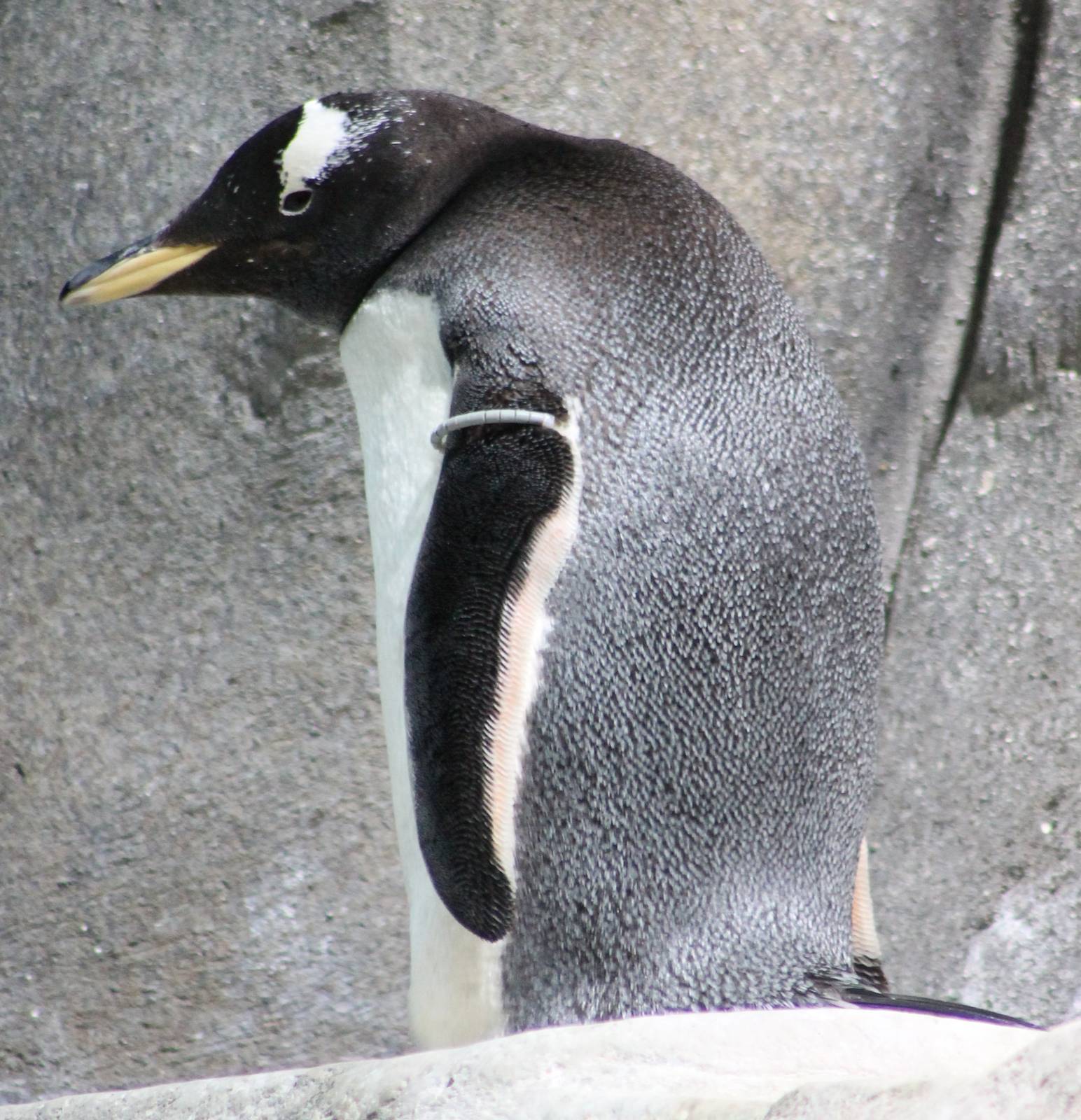 Gentoo penguin