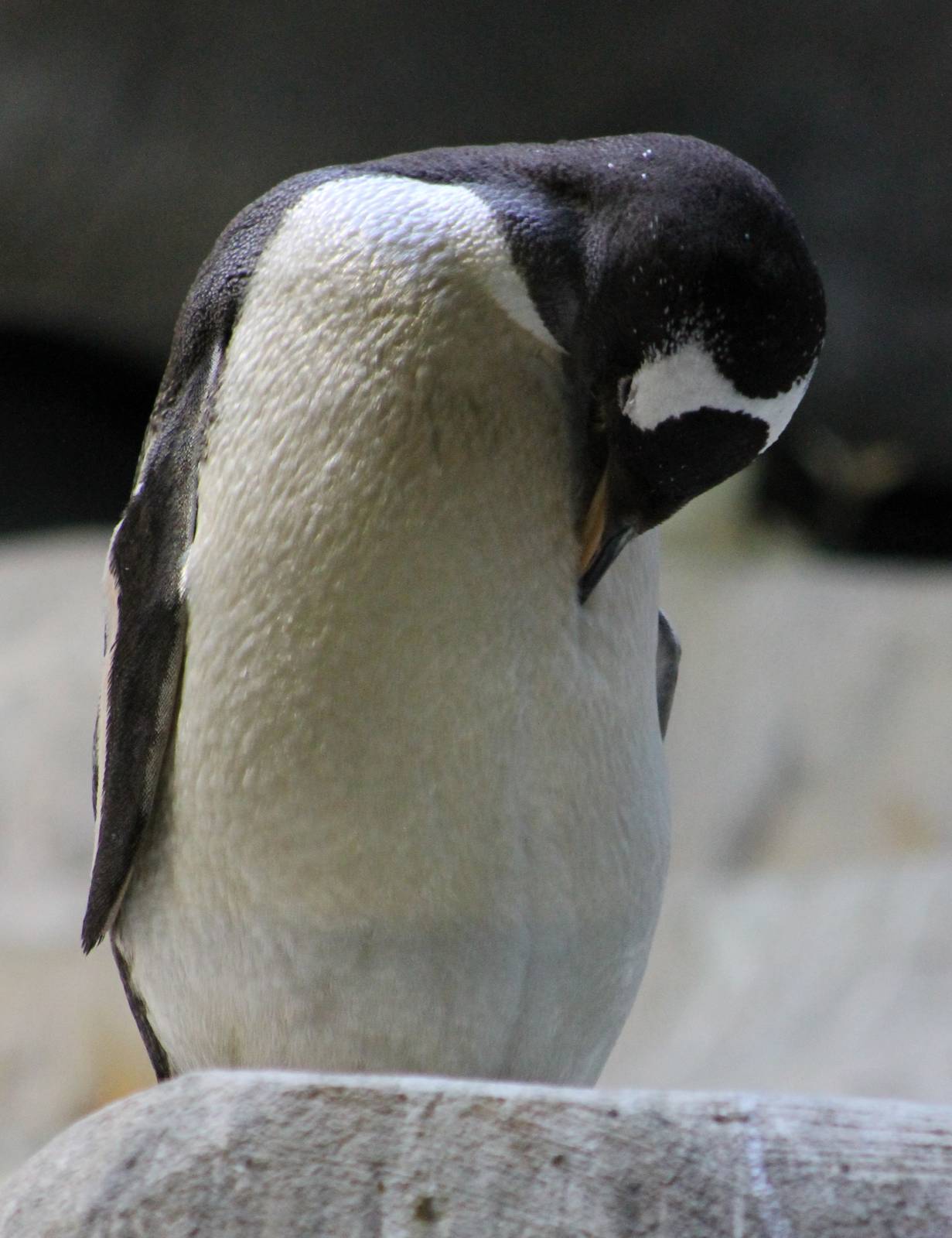 Gentoo penguin
