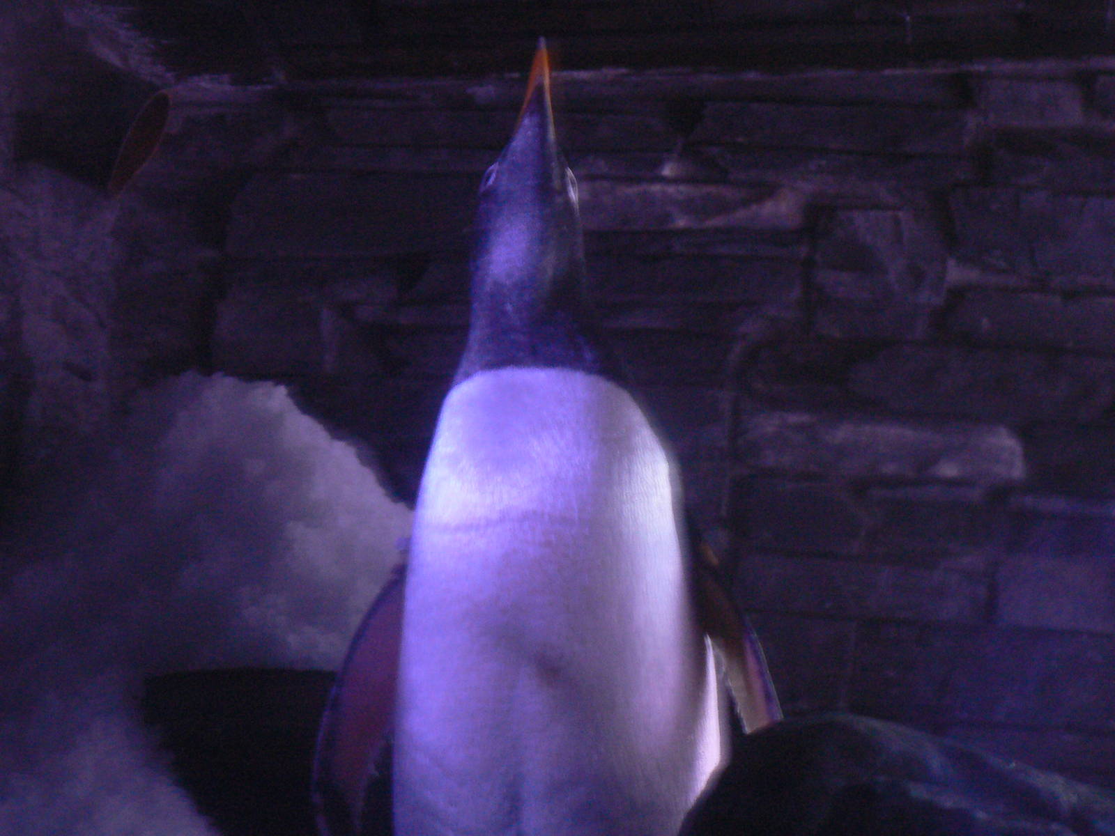 Gentoo Penguin