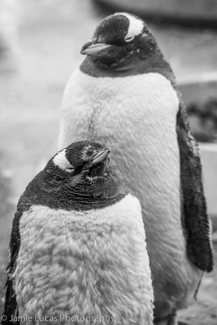 Gentoo Penguin?