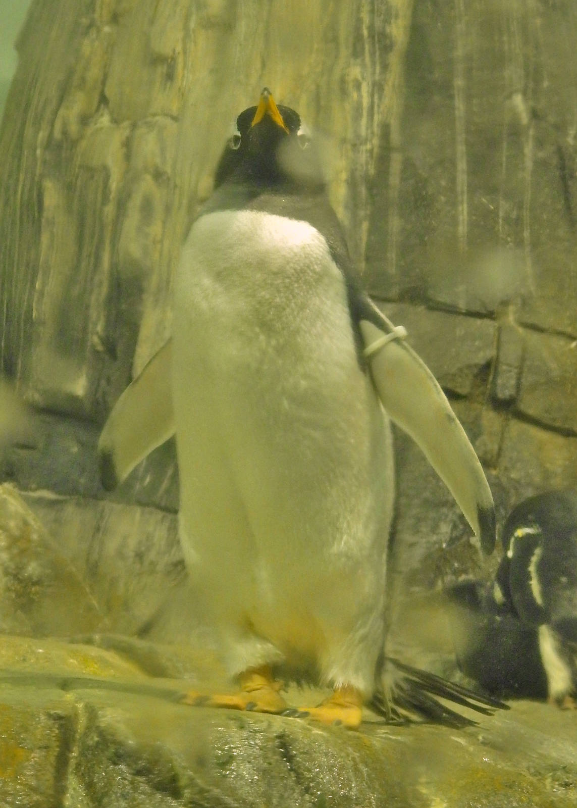 Gentoo Penguin