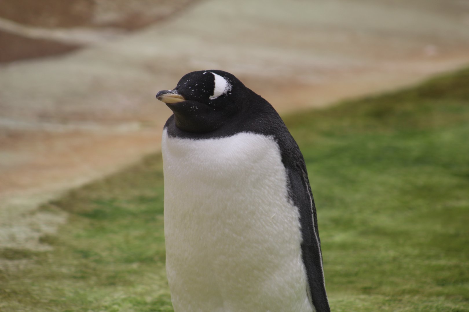 Gentoo Penguin