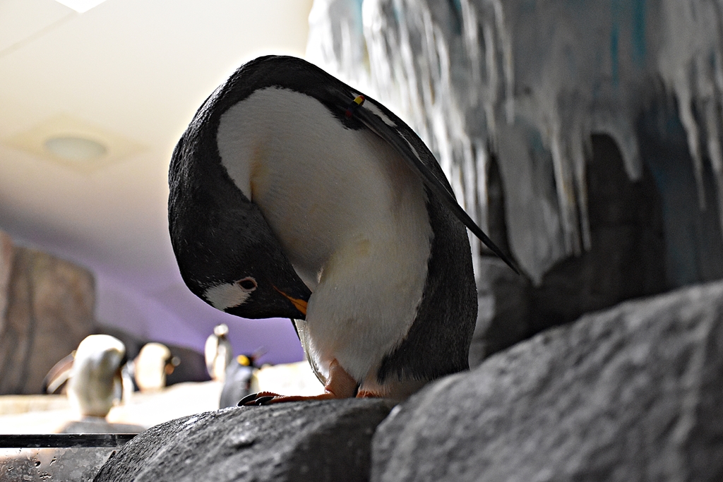 Gentoo penguin
