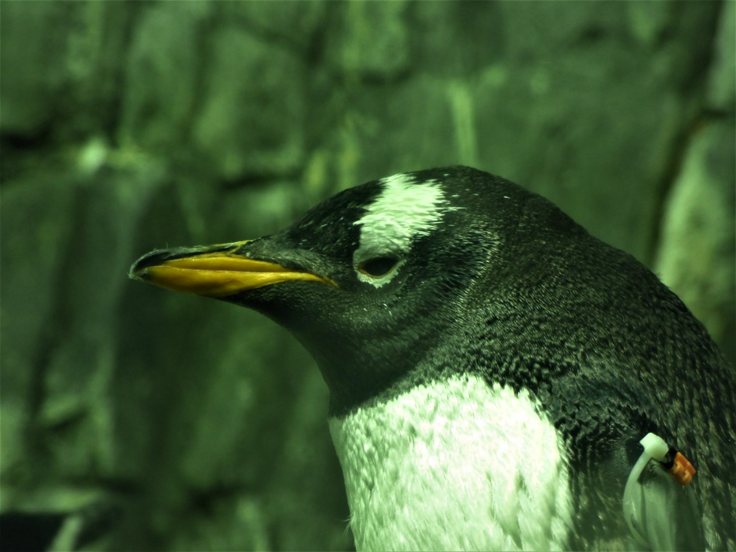 Gentoo Penguin