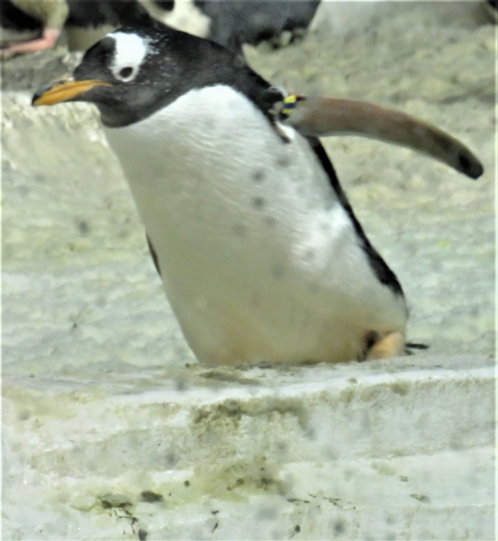Gentoo penguin