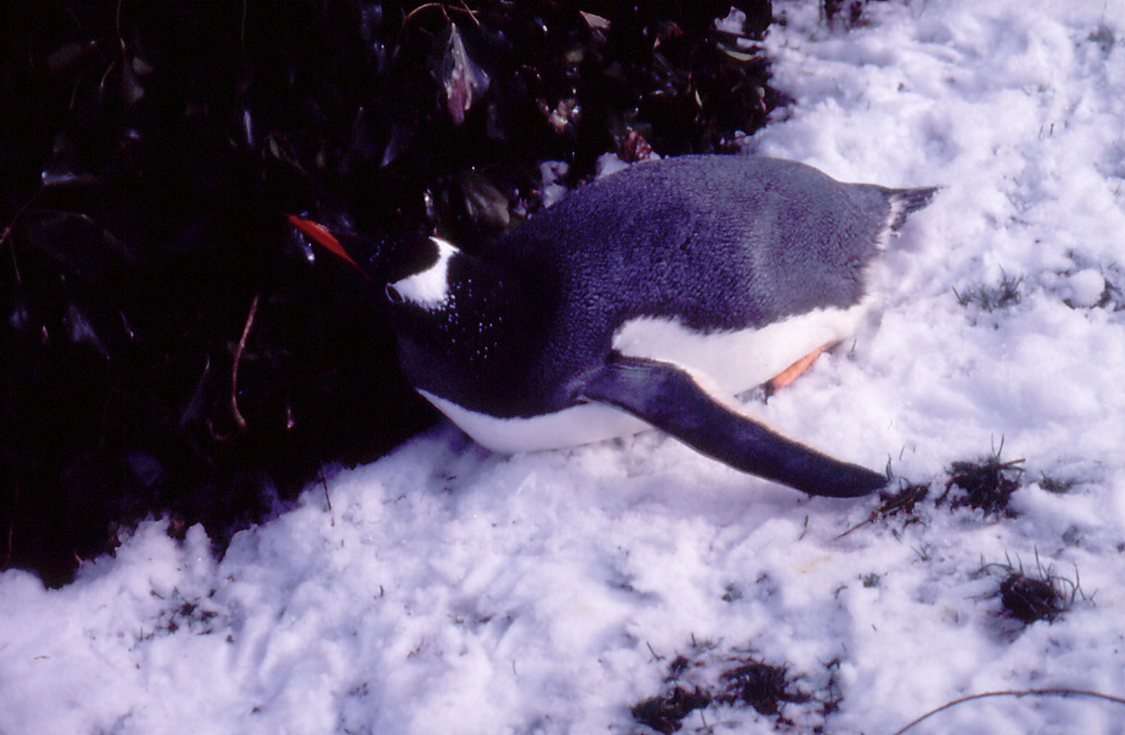 Gentoo Penguin