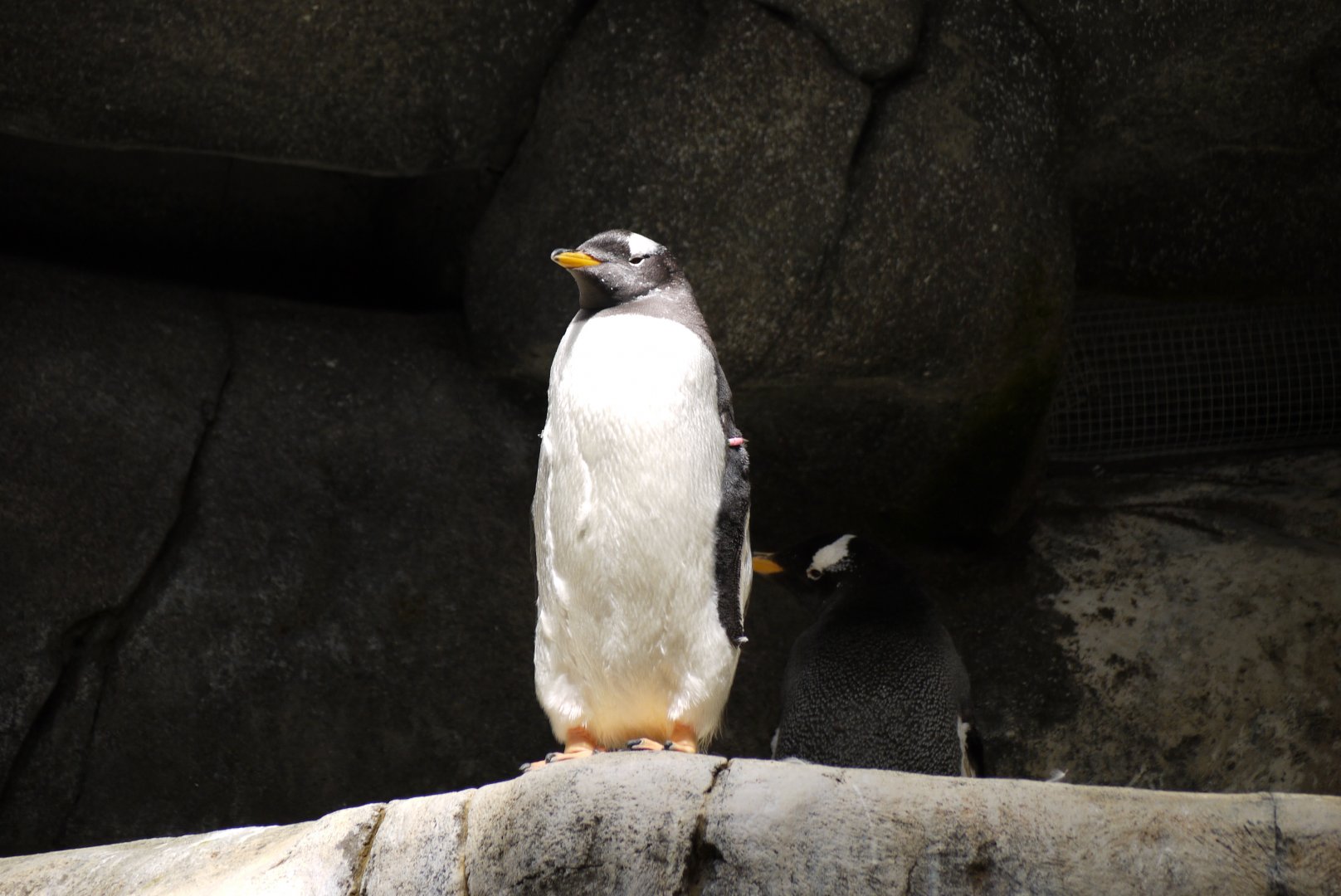 Gentoo Penguin