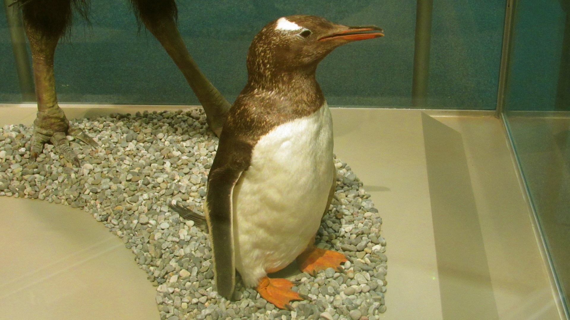 Gentoo Penguin