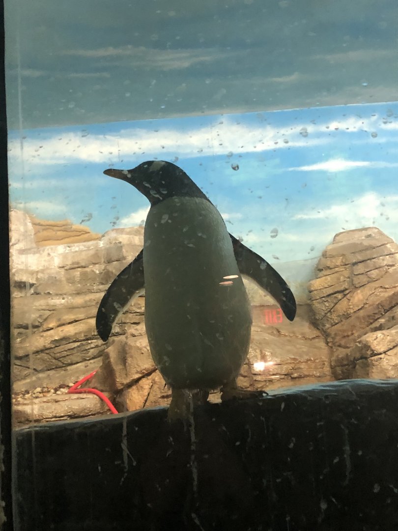Gentoo Penguin