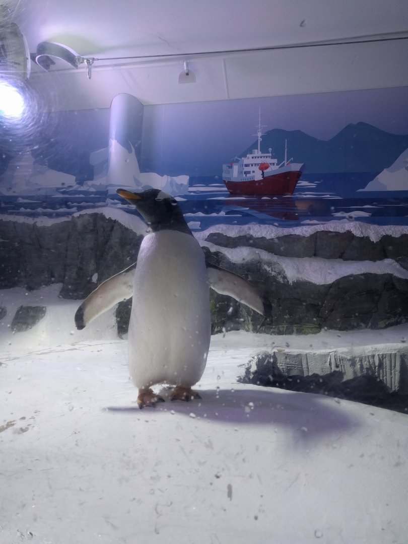 Gentoo Penguin