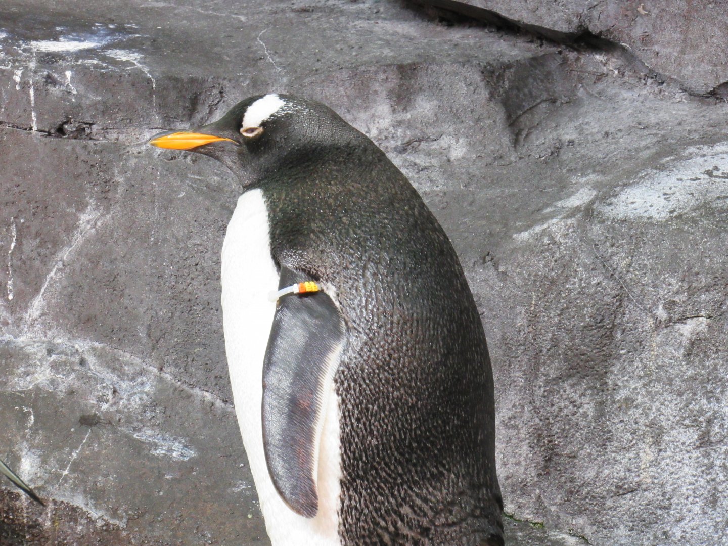 Gentoo Penguin
