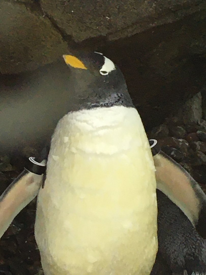 Gentoo Penguin