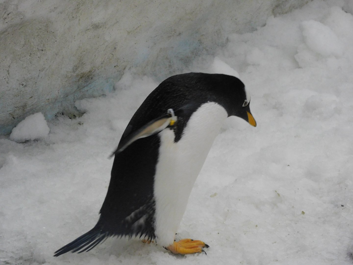 Gentoo penguin
