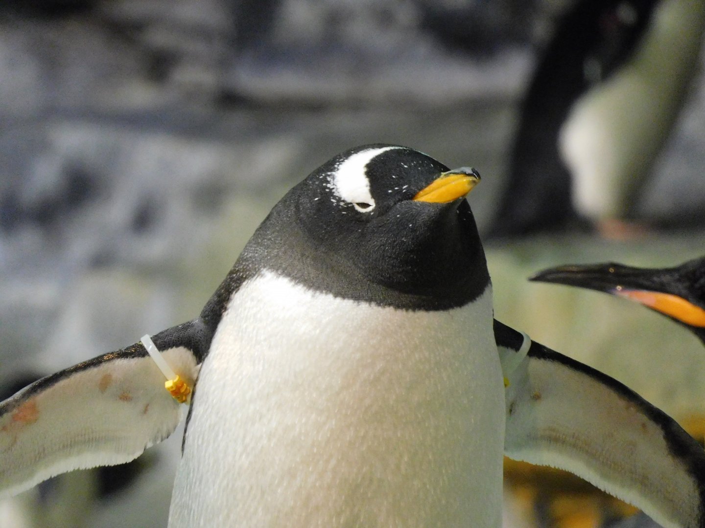 Gentoo penguin