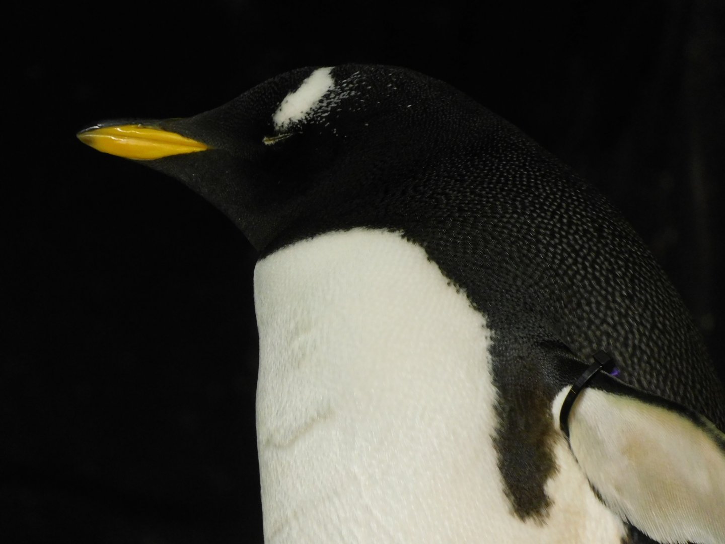 Gentoo penguin