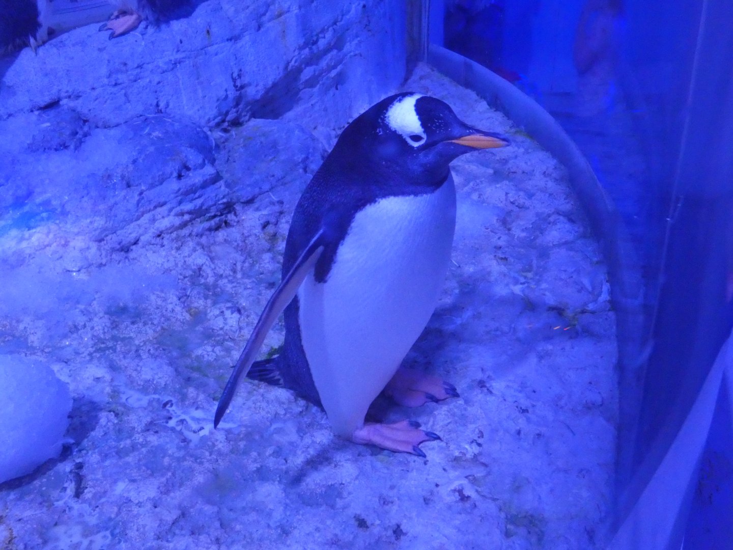 Gentoo penguin